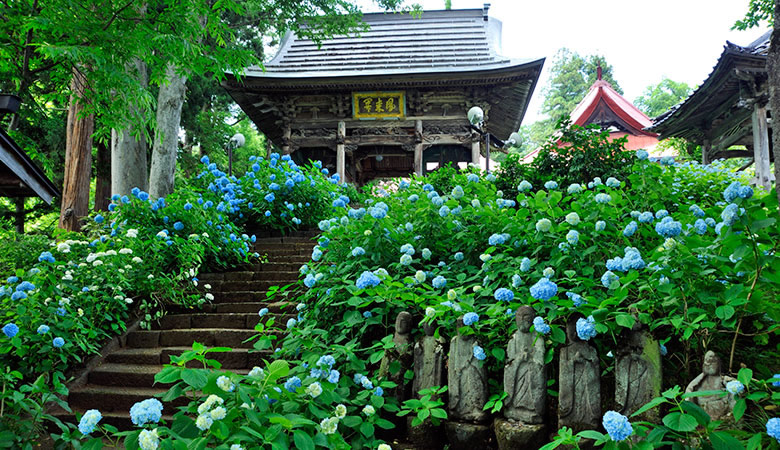 戸狩温泉　あじさい寺