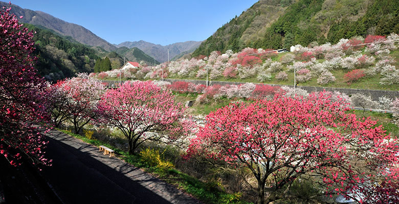 阿智村 昼神温泉郷 「花桃の里」