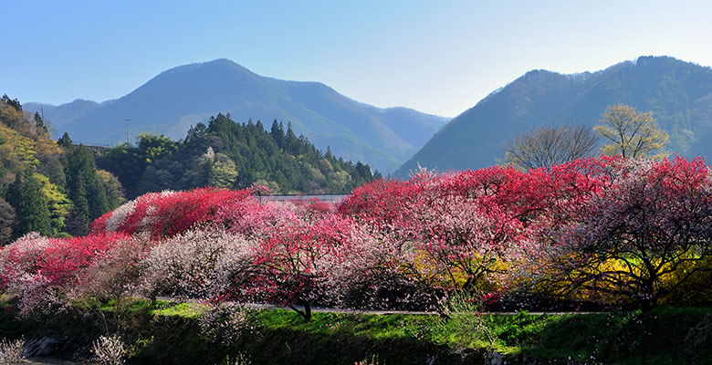 阿智村 昼神温泉郷 「花桃の里」
