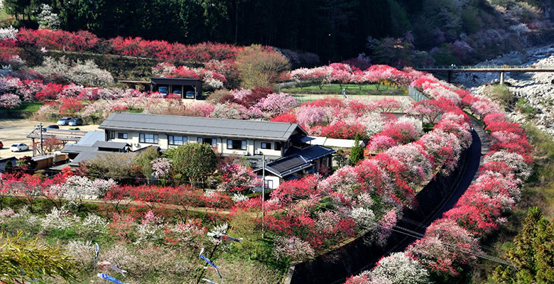 阿智村 昼神温泉郷 「花桃の里」
