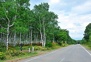 佐久穂町の八千穂高原 レンゲツツジ