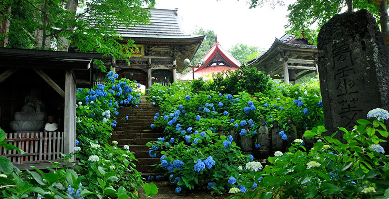 戸狩温泉 あじさい寺