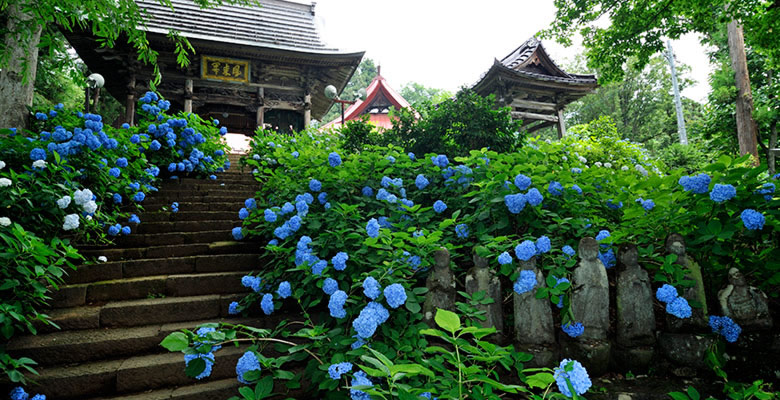 戸狩温泉 あじさい寺