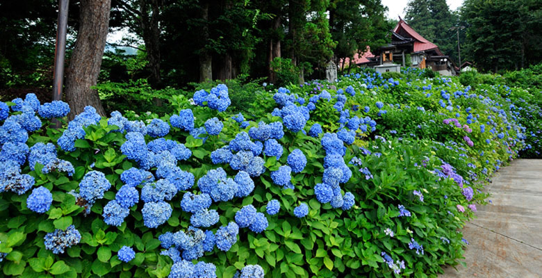 戸狩温泉 あじさい寺