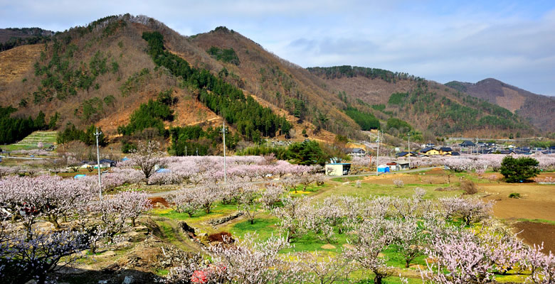 千曲市 あんずの里