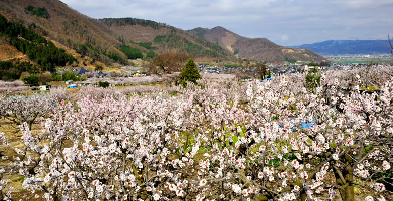 千曲市 あんずの里