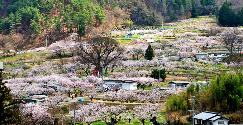 千曲市 あんずの里