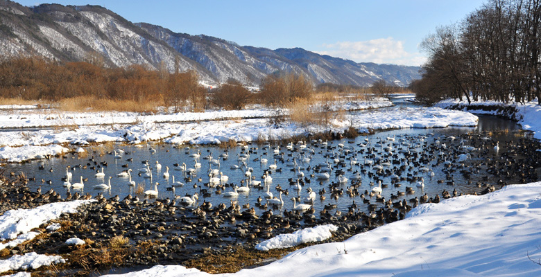 安曇野市豊科 犀川ダム湖 白鳥