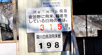 安曇野市豊科 犀川ダム湖 白鳥