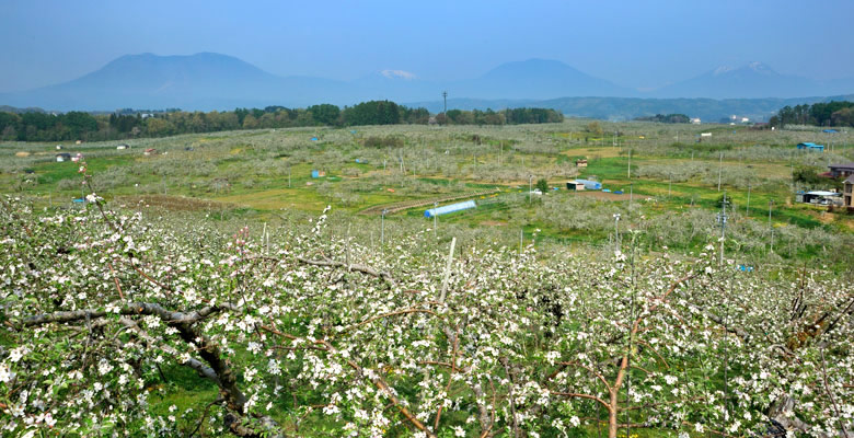 飯綱町 りんごの花