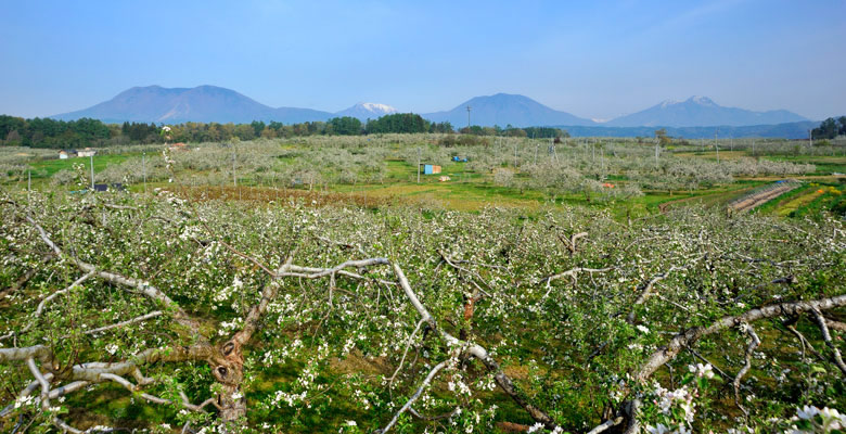 飯綱町 りんごの花