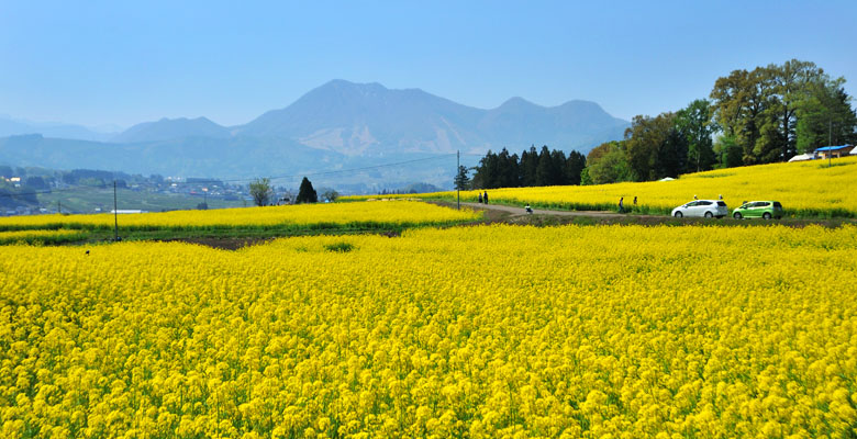 飯山市 菜の花公園