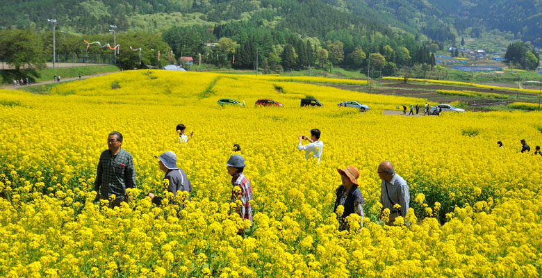 飯山市 菜の花公園