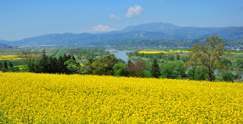 飯山市 菜の花公園