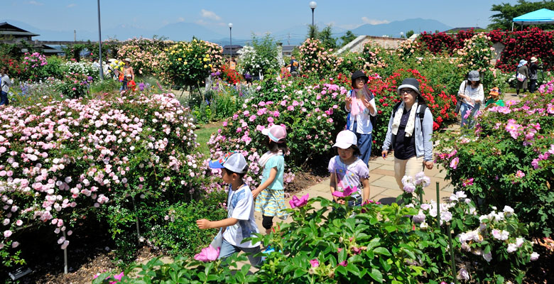 中野市 なかのバラまつり