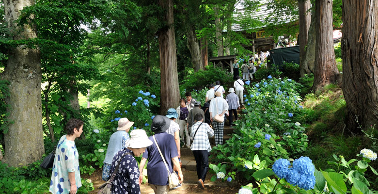 飯山市戸狩温泉 あじさい寺