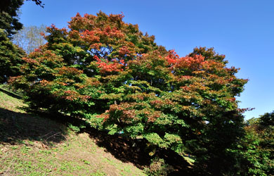 池田町 大カエデ