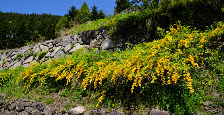 木島平村 やまぶきの里