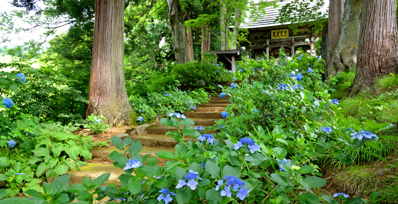 飯山市戸狩温泉 あじさい寺