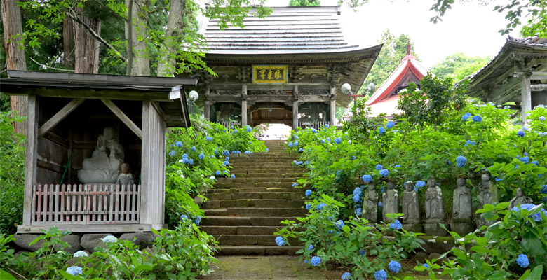 飯山市戸狩温泉 あじさい寺