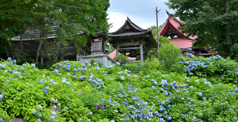 飯山市戸狩温泉 あじさい寺
