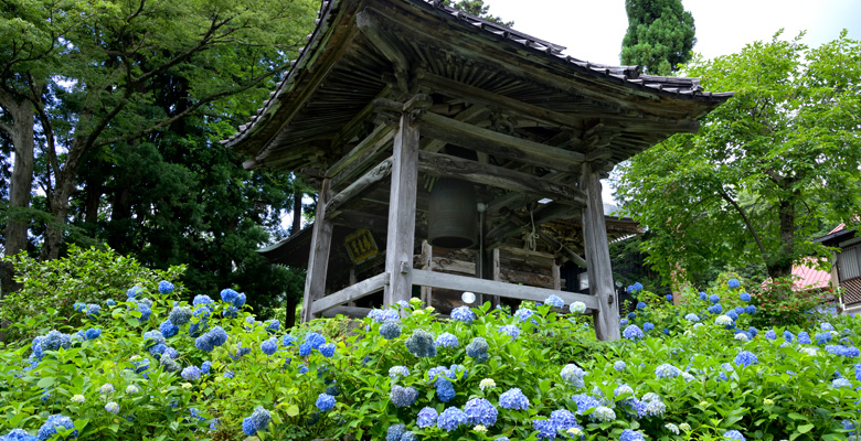 飯山市戸狩温泉 あじさい寺