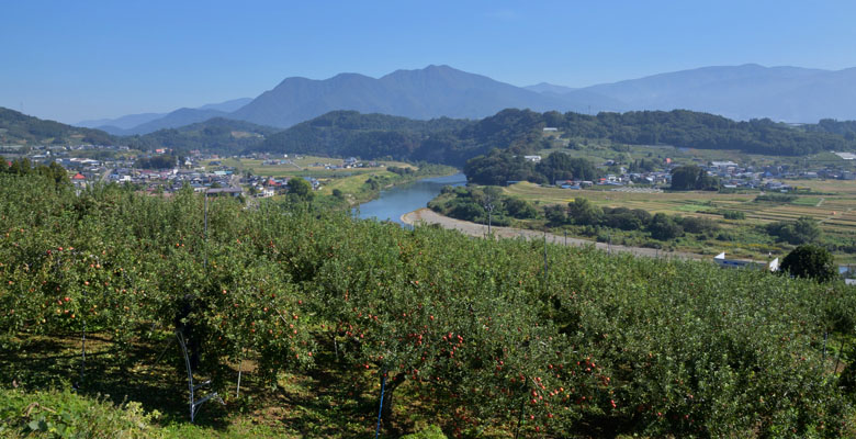 中野市 りんご畑