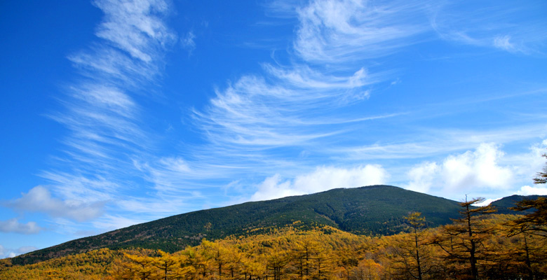 高峰高原 カラマツの紅葉