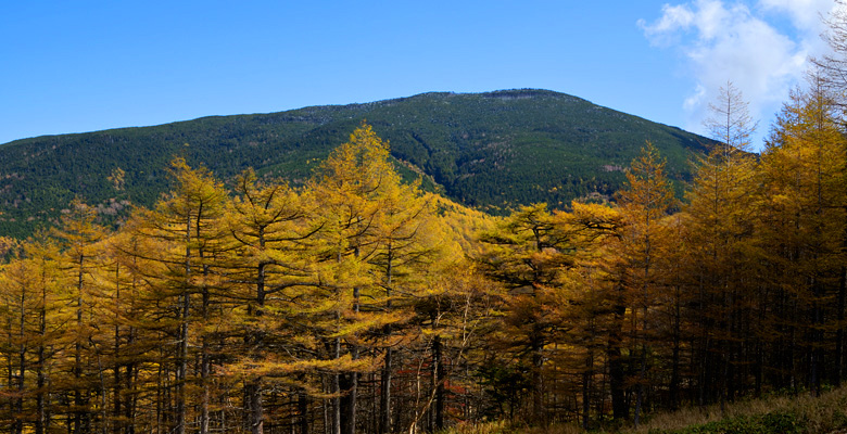 高峰高原 カラマツの紅葉