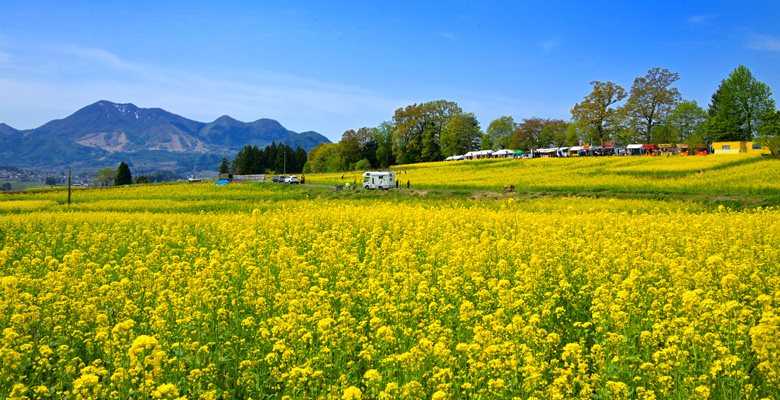 いいやま菜の花まつり