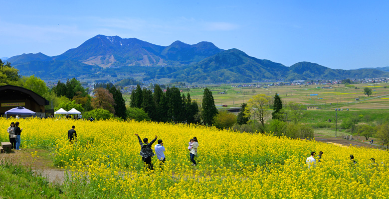 いいやま菜の花まつり