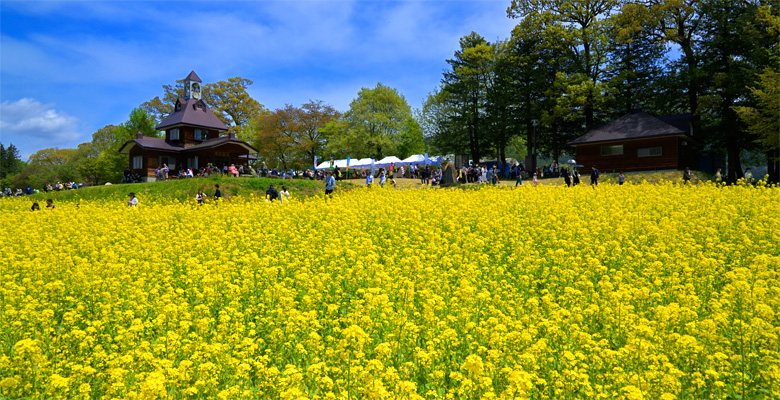 いいやま菜の花まつり