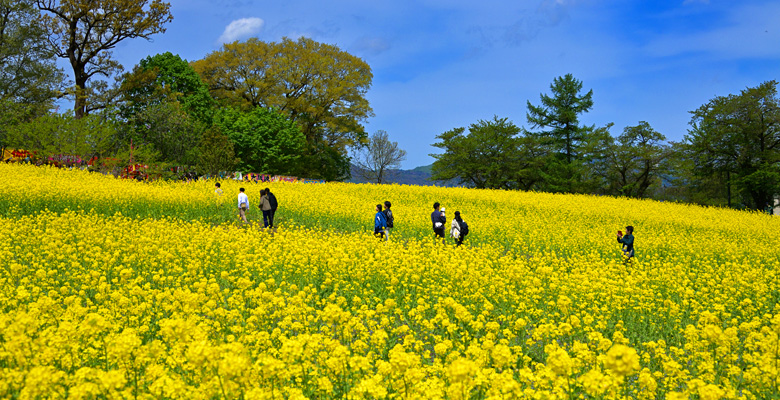 いいやま菜の花まつり