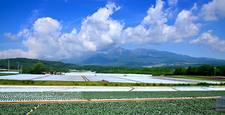 野辺山高原野菜畑