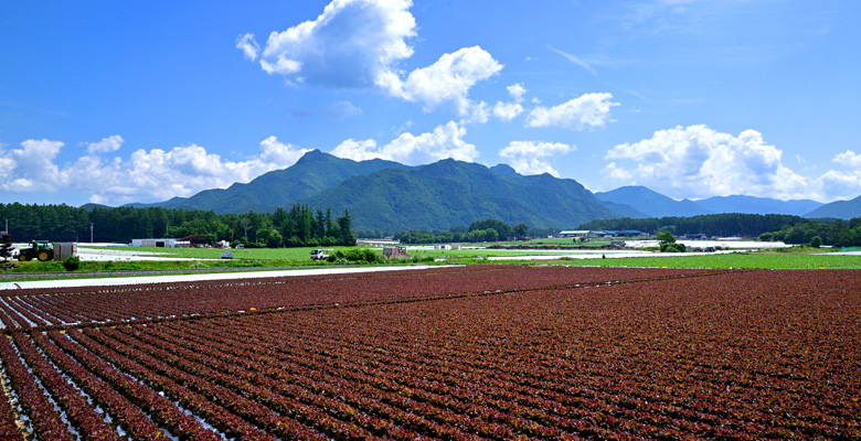 川上村高原野菜畑