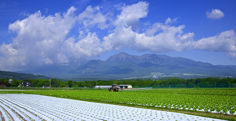 野辺山高原野菜畑
